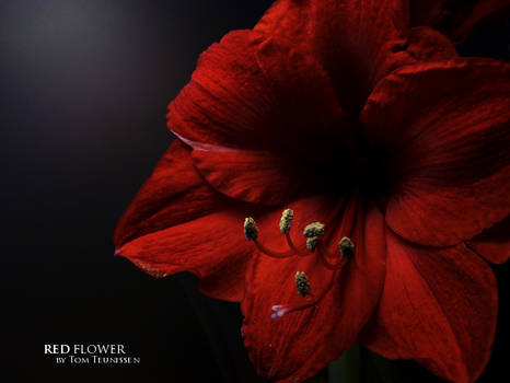 The red flower