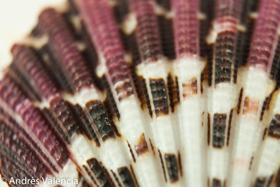 Shell fan by advalencia on DeviantArt