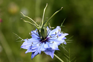 Blue Flower