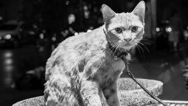 Cats of Bangkok 06