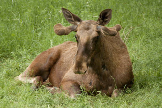 Moose Elk