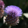 Thistle