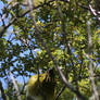 Bird in a tree