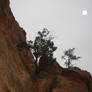 Dim Sun