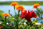Geranium and Marigolds by peterkopher