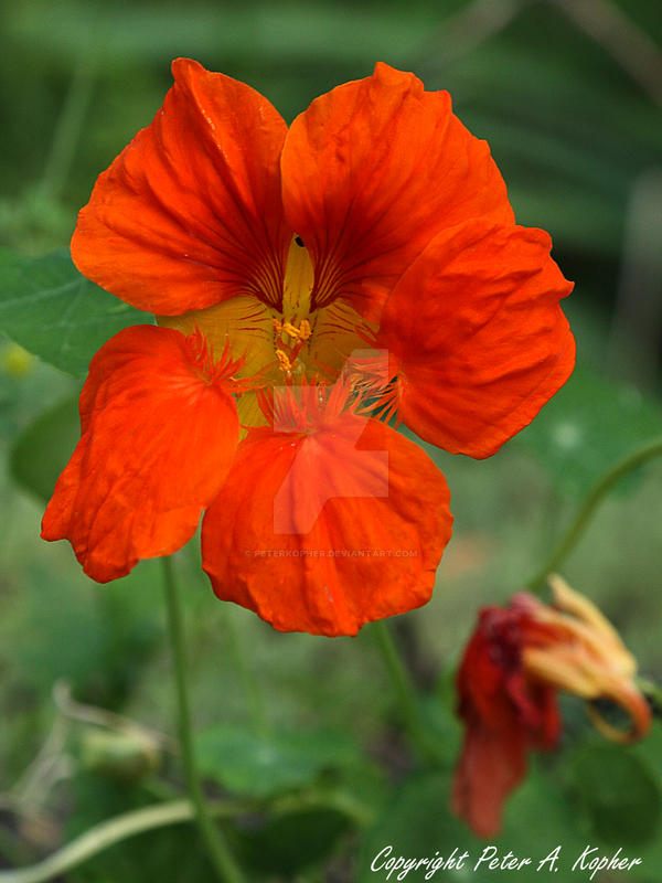 Nasturtium