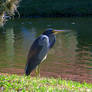 Tri-Colored Heron copyright