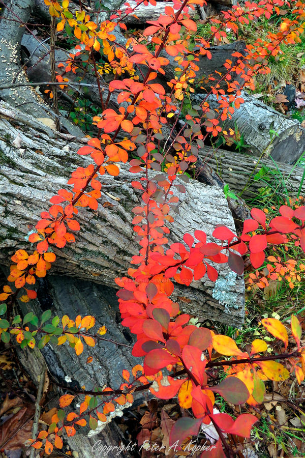 Branches and Leaves