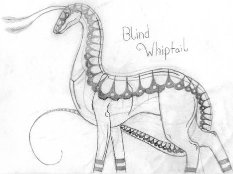 Blind Whiptail