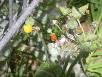 LadyBird