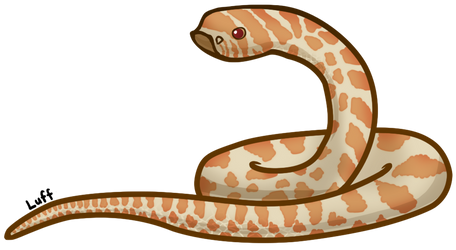 Western Albino Hognose snake
