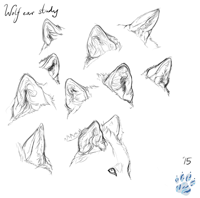wolf ear study by Loreybell on DeviantArt