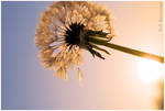 Spring Renewal by Ctritch