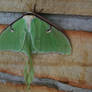 Luna Moth