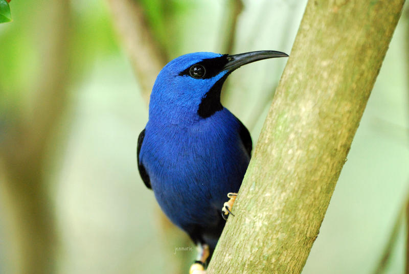 Yellow Legged Honeycreeper