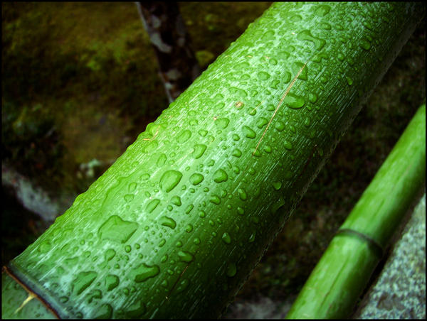 Raindrops on Bamboo