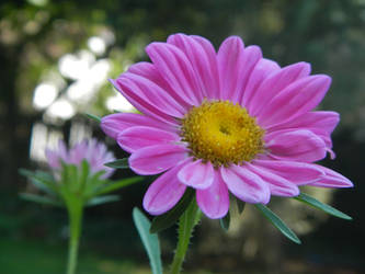 Pink Wild Bloom