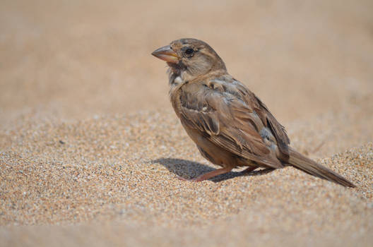 Beach Wren