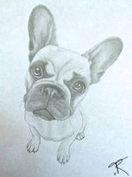 French Bulldog (Frenchie :P)