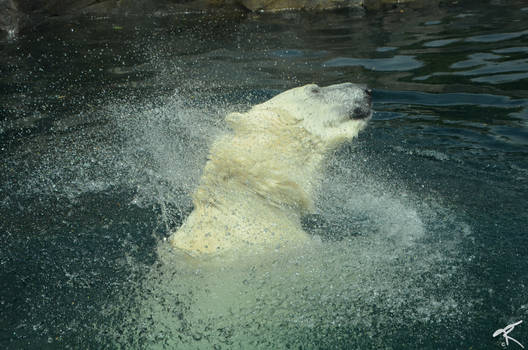 Polar Bear in action (Zoo Vienna)