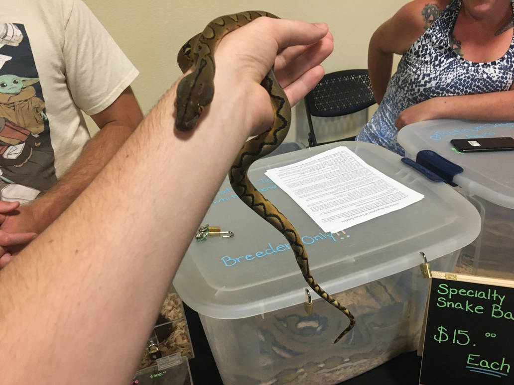 Holding a Reticulated Python by Bvega41 on DeviantArt