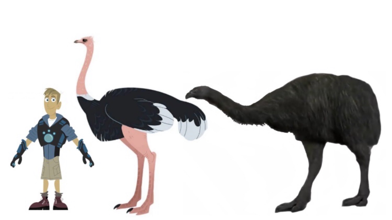 Ostrich Size Comparison ostrich-size-comparison