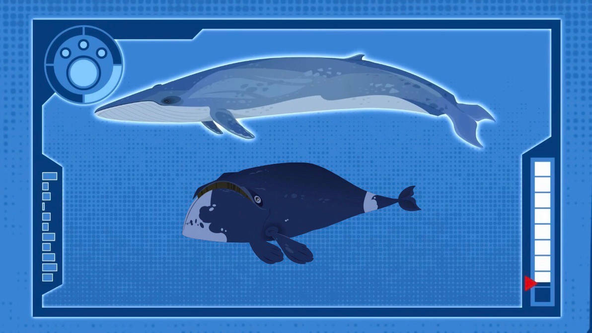 Blue Whale and Bowhead Whale Size Chart by Bvega41 on DeviantArt