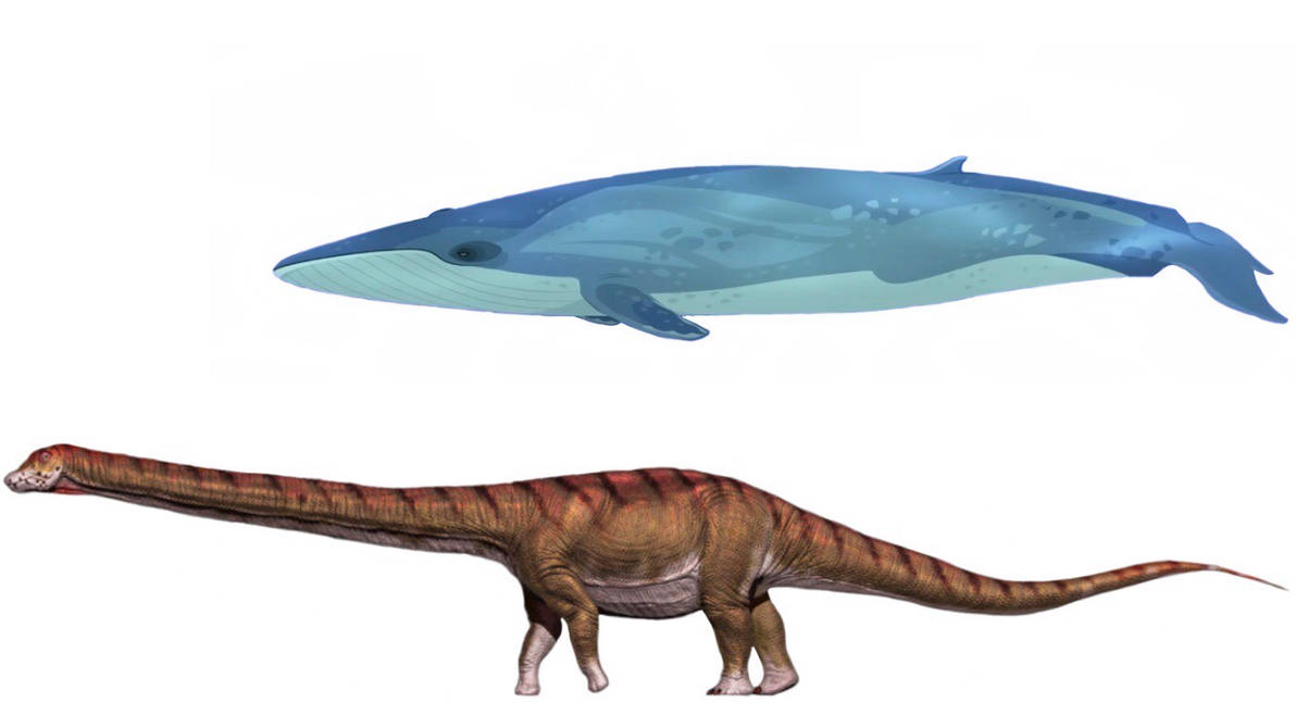 Patagotitan and Blue Whale Size Chart by Bvega41 on DeviantArt