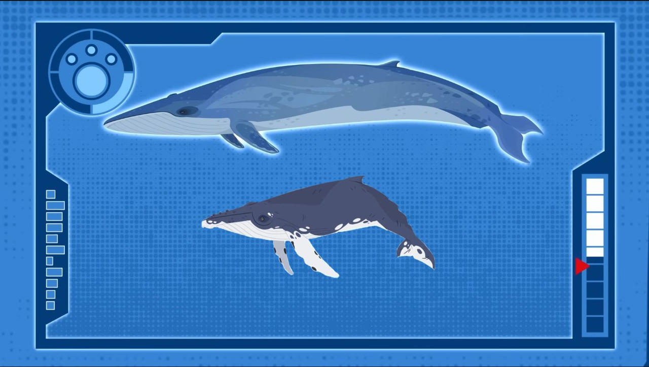 Blue Whale and Humpback Whale Size Chart by Bvega41 on DeviantArt