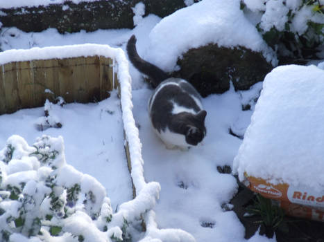 kitty in snow 2