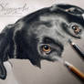 Dog STAN by Skyzune ART