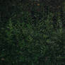 Digital Plantlife 0001