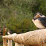 Barn Swallow