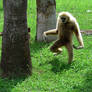 Run Gibbon Run