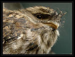 Tawny Frogmouth by robbobert