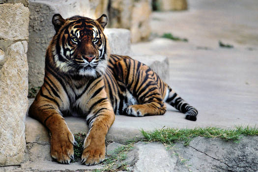 Sumatran Tiger