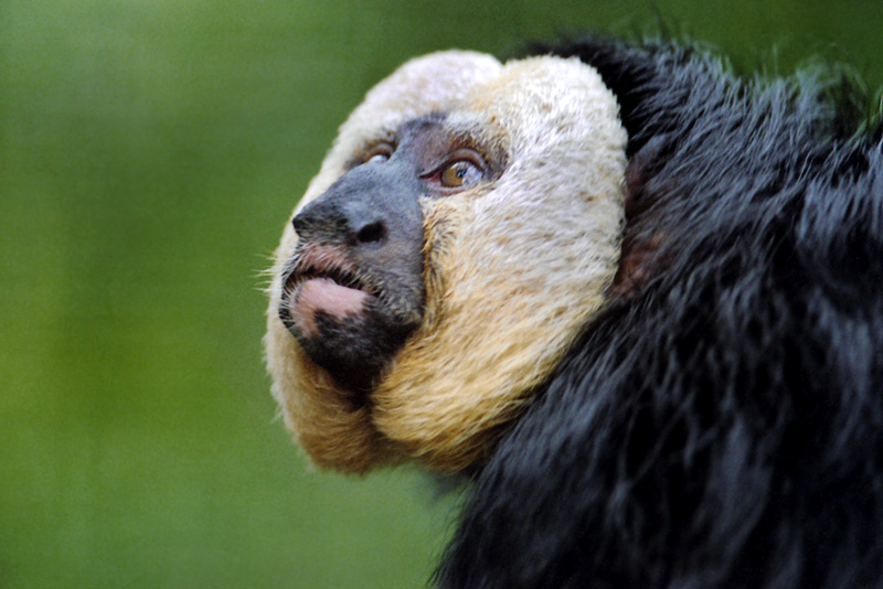 White-Faced Saki