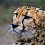 Worried Cheetah