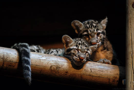 Clouded Leopard Cubs 1