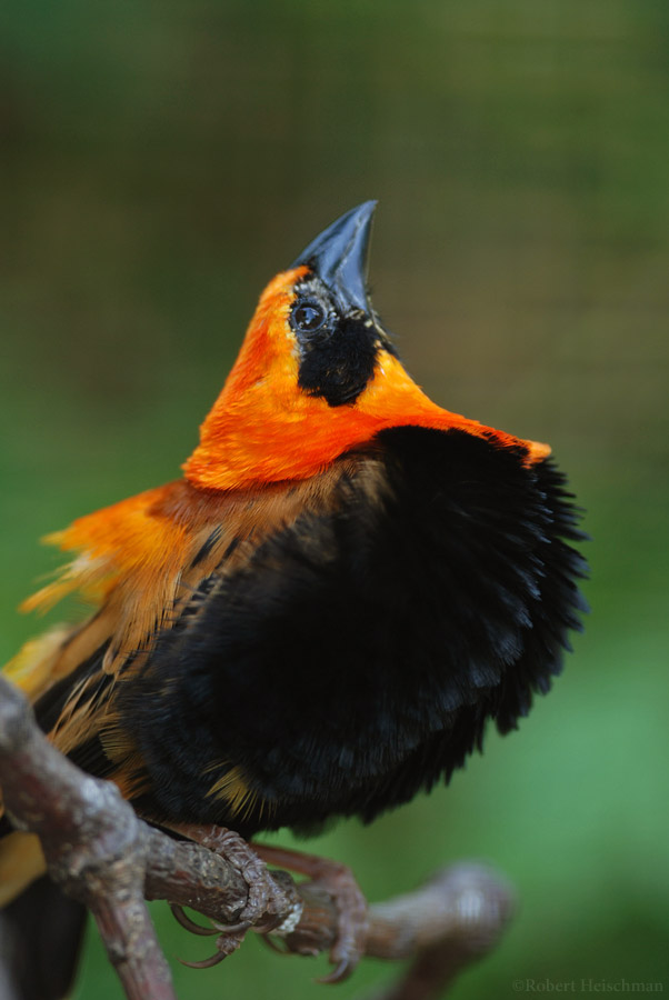 Fire-crowned Bishop