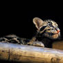 Clouded Leopard Cubs 3