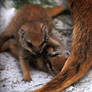 Yellow Mongoose Playfight 1