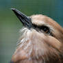 Blue-bellied Roller