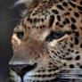 North China Leopard Portrait