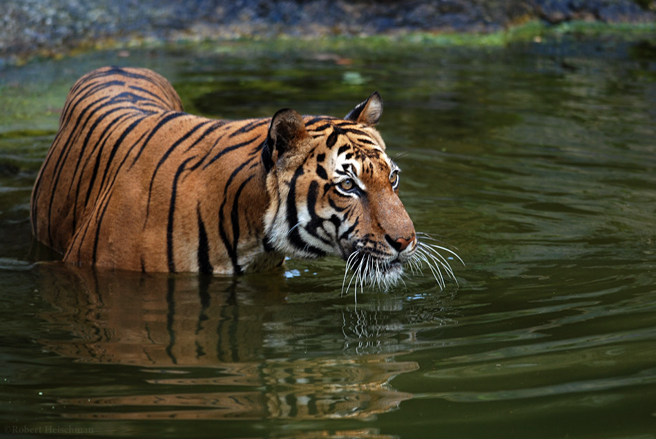 Tiger Water 1