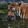 Tiger Water 2