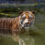 Tiger Water 3