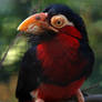 Bearded Barbet