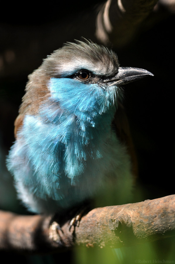 Racket-tailed Roller