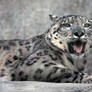Snow Leopard 1605